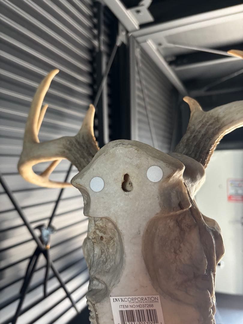牡鹿スカル ハンティングトロフィー 輸入品 定価45,760円