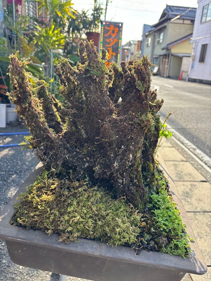 NO １０ イワヒバ(岩松) 物凄い幹の 数 30年物 投売り