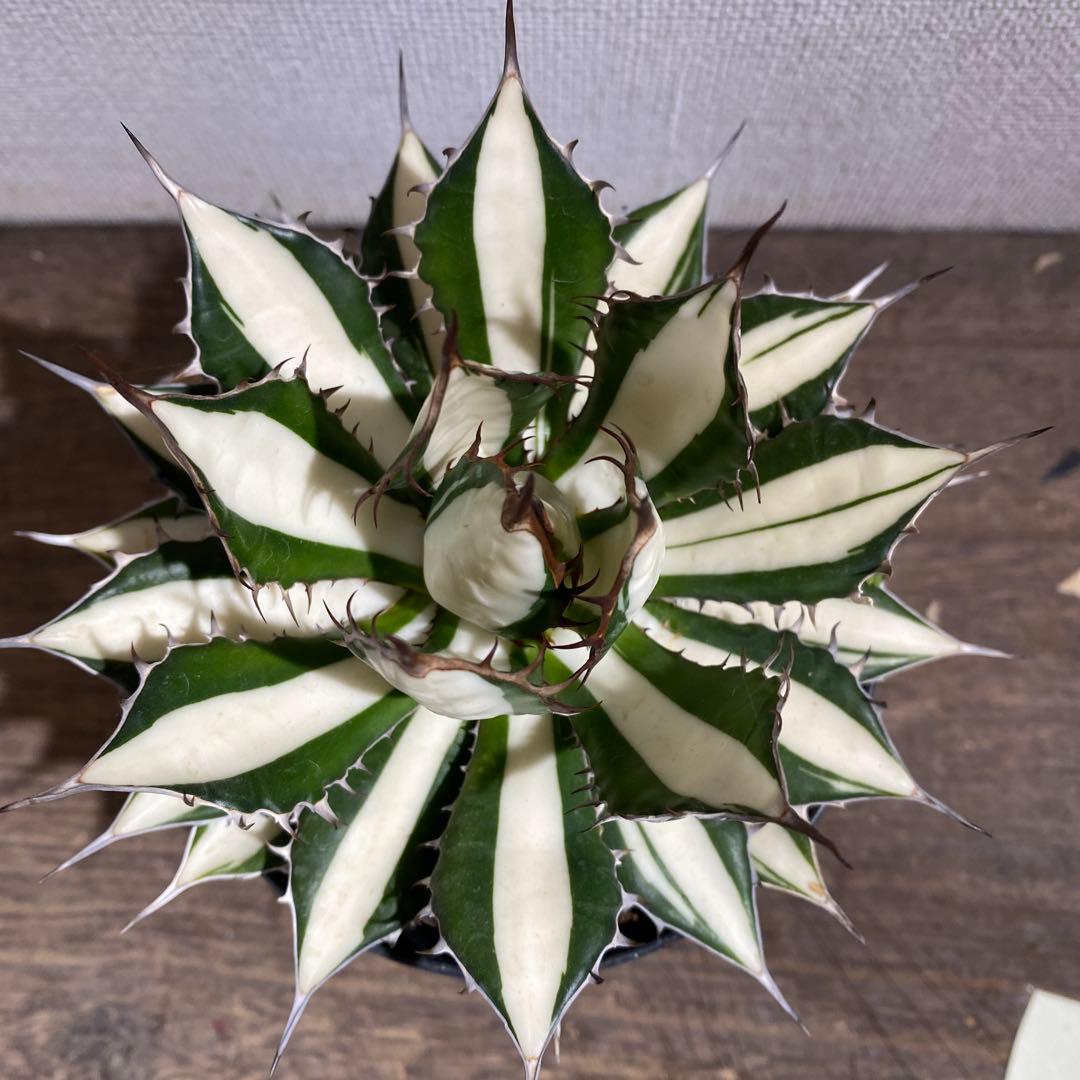 アガベ　ホリダ白中斑入　極上3