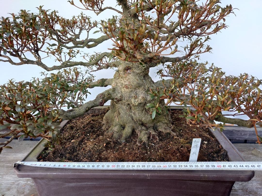 h*0様 盆栽　皐月(如峰山)　樹高46cm