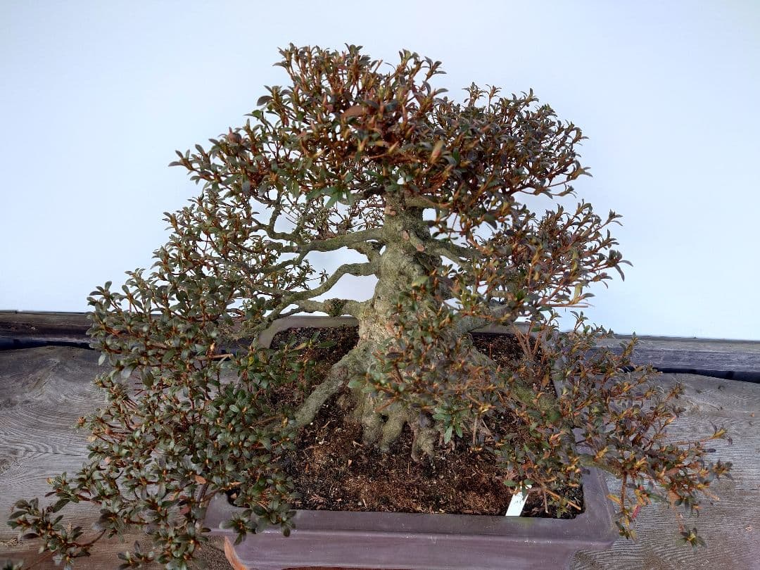 h*0様 盆栽　皐月(如峰山)　樹高46cm