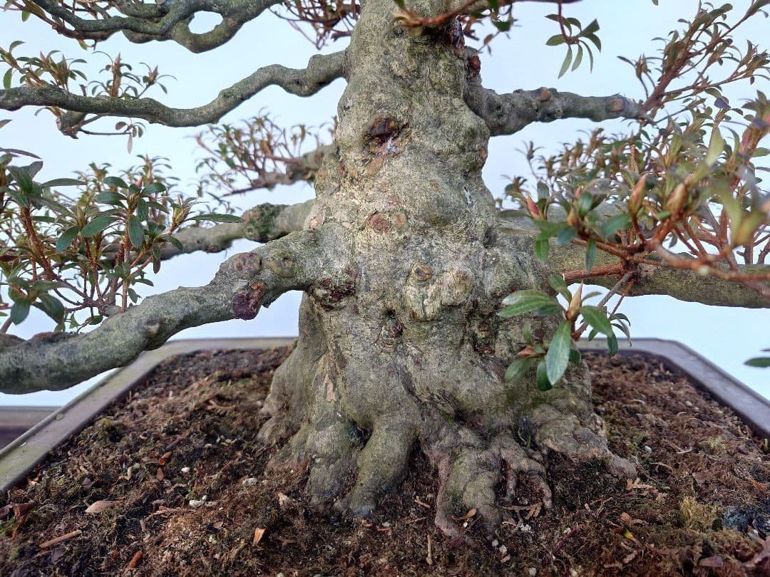 h*0様 盆栽　皐月(如峰山)　樹高46cm