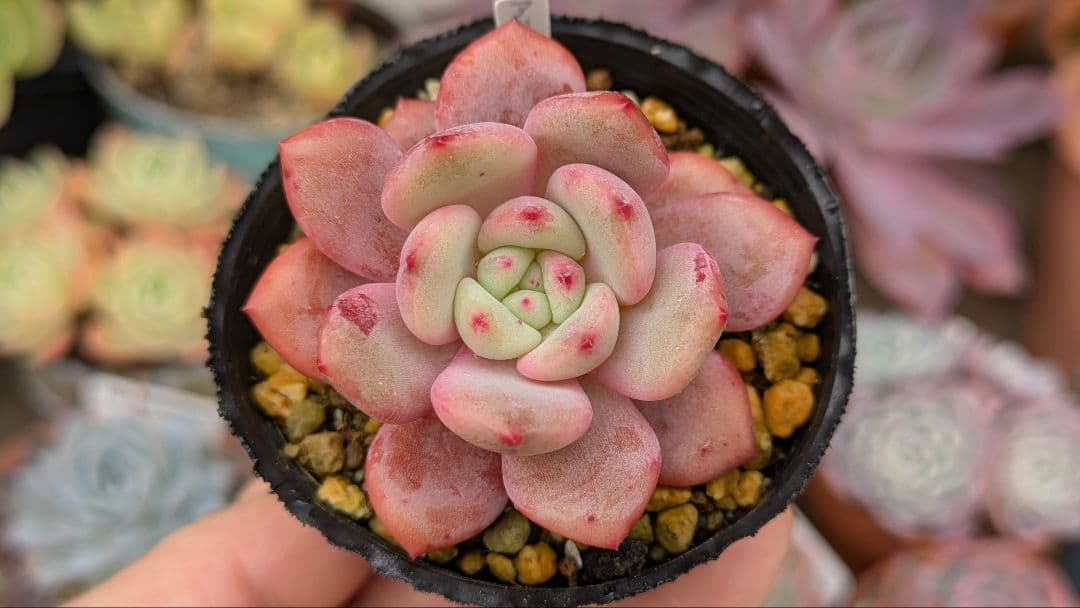 血斑入りアリエル 韓国苗 葉挿し 多肉植物 血しぶき