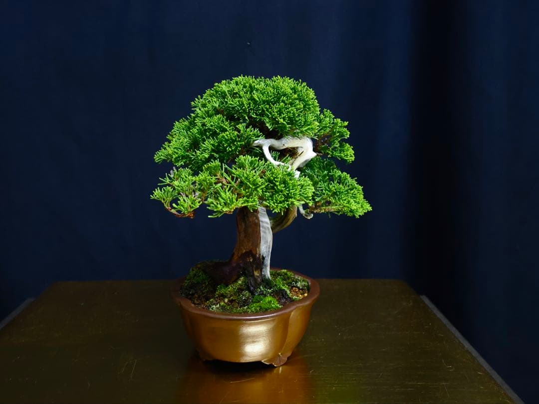 超逸品　糸魚川真柏　小品盆栽　葉性抜群　真柏　盆栽　樹高18cm