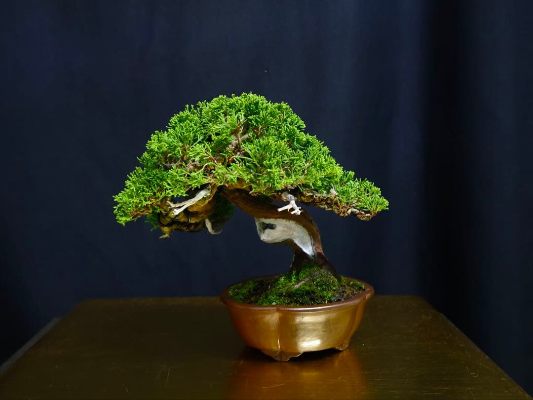 超逸品　糸魚川真柏　小品盆栽　葉性抜群　真柏　盆栽　樹高18cm