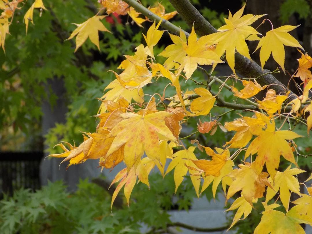 【動作品】Nikon COOLPIX L340 デジタルカメラ