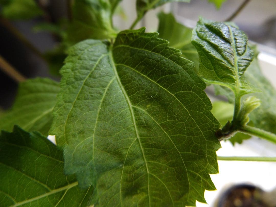 【動作品】Nikon COOLPIX L340 デジタルカメラ