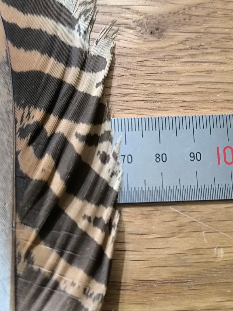 ​茶道具 羽帚（はぼうき） 三ツ羽 天然羽 箱入り羽箒