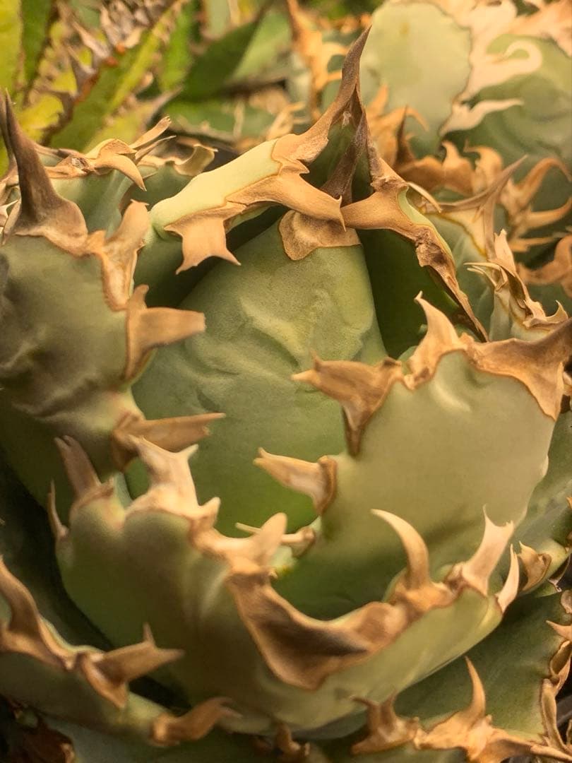 アガベ　翼竜　チタノタ　オテロイ　コレクション株　プテラノドン