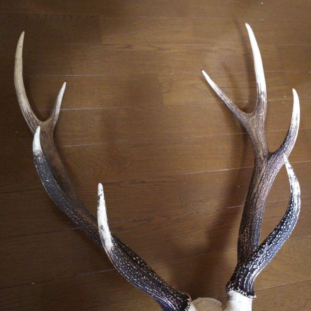 鹿の角　頭部