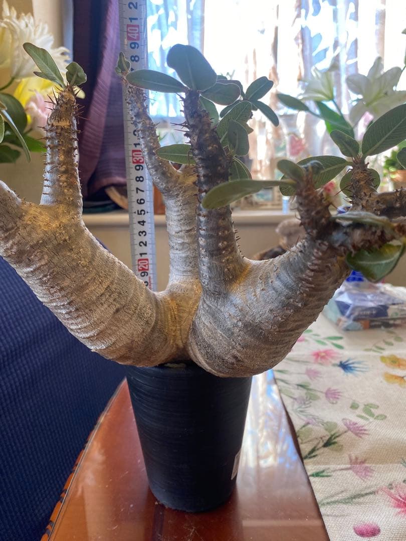 希少マカイエンセ多頭 太くてデカイ現地球 魔界球