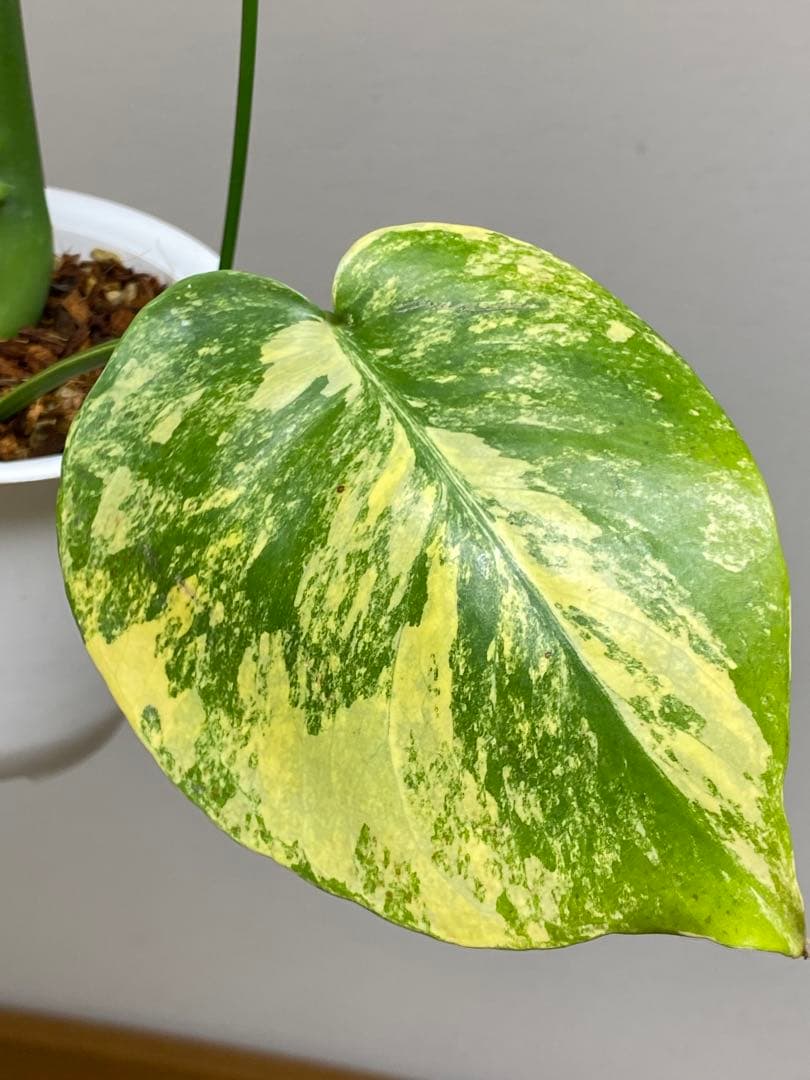 モ*～様 【切れ込みガッツリ‼️】モンステラ　イエローマリリン　黄斑　オーレア