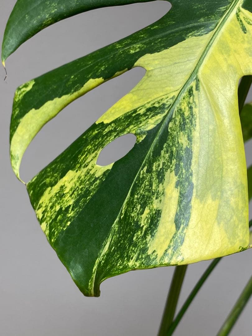 モ*～様 【切れ込みガッツリ‼️】モンステラ　イエローマリリン　黄斑　オーレア