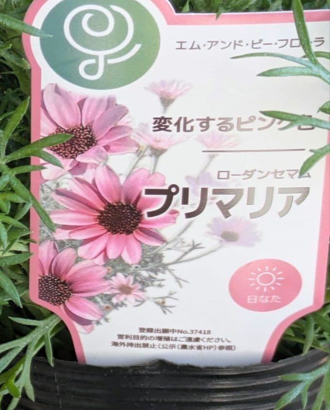 ♡べーしーる様♡