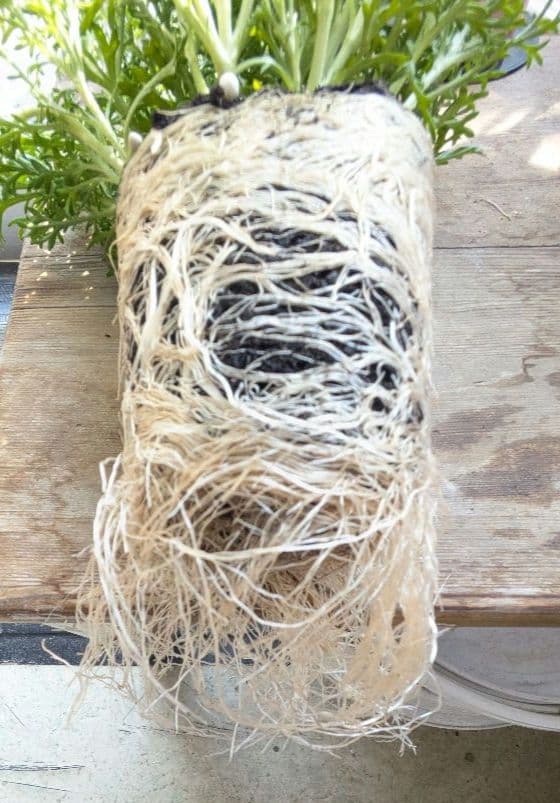 ♡べーしーる様♡