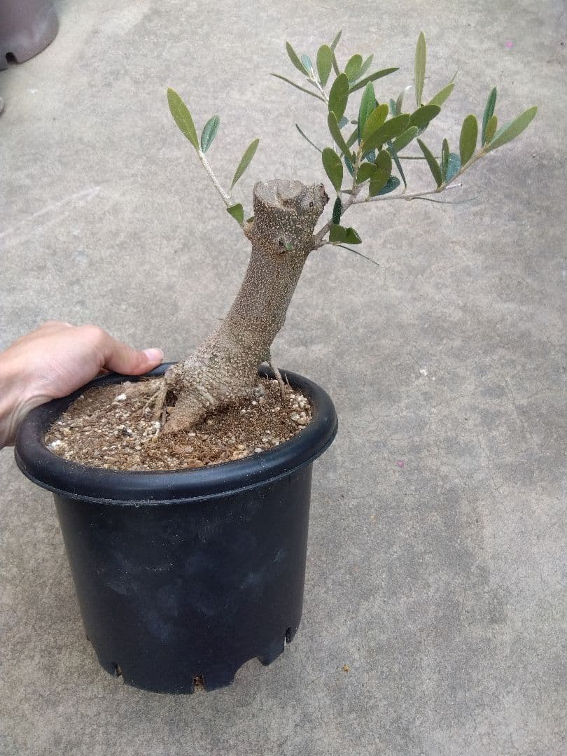 オリーブ　古木　ネバディロブランコ　6号鉢つき　幹太❗