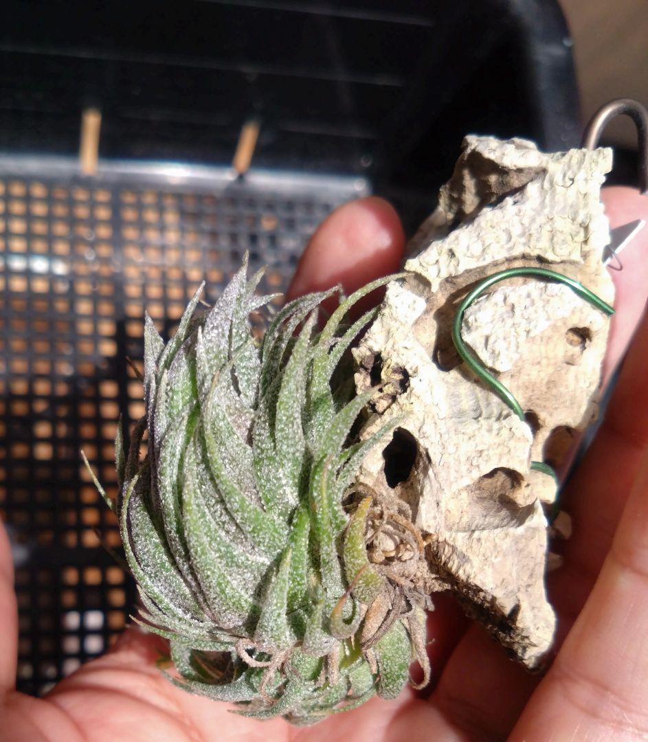 スプレンゲリアナ　クランプ　エアープランツ　チランジア