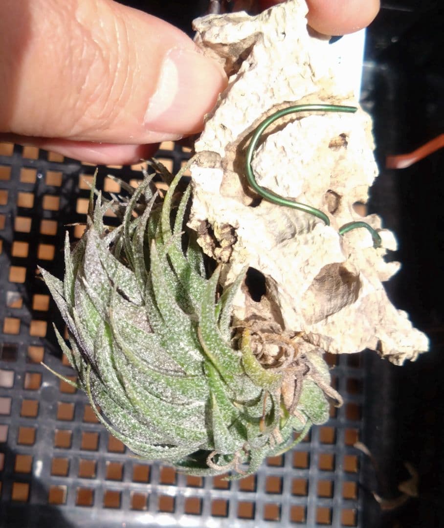 スプレンゲリアナ　クランプ　エアープランツ　チランジア