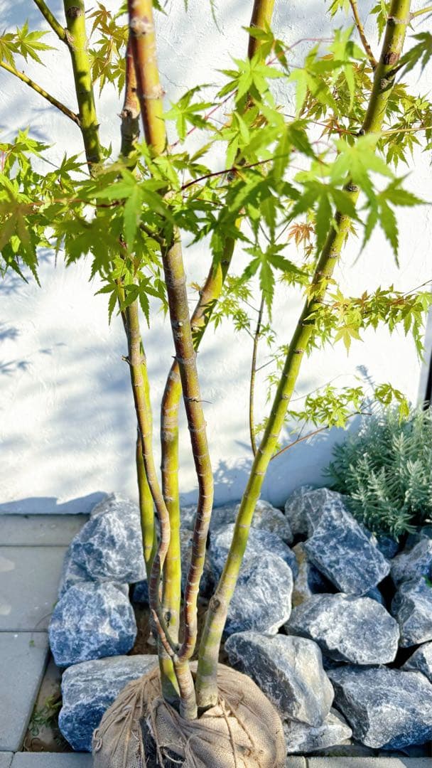 逸品。イロハモミジ大株立ち3.0M(鉢底から)