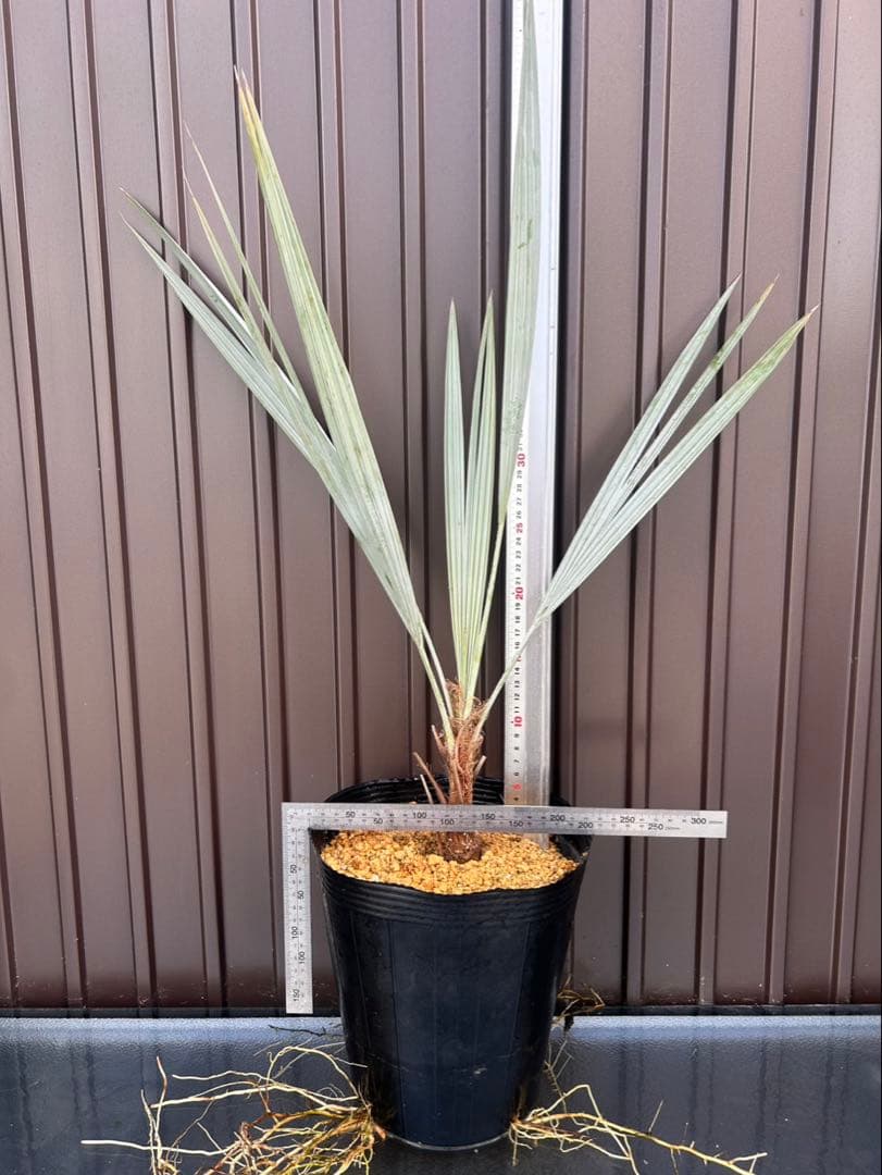 ブラヘア アルマータ K特白個体