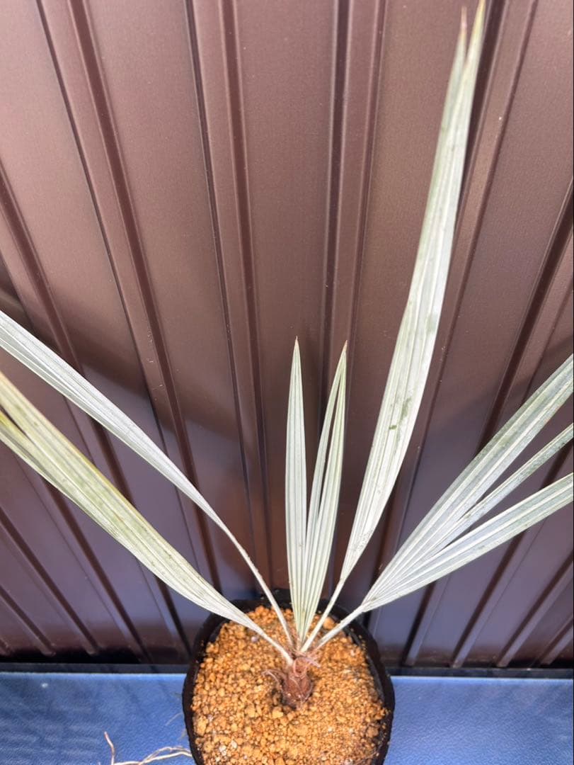 ブラヘア アルマータ K特白個体