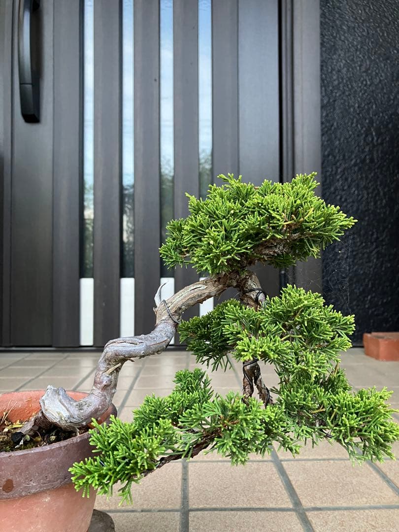 ★★真柏盆栽 糸魚川　半懸崖　極上品　◉超大特価2/15(日曜)迄　早いもの勝ち