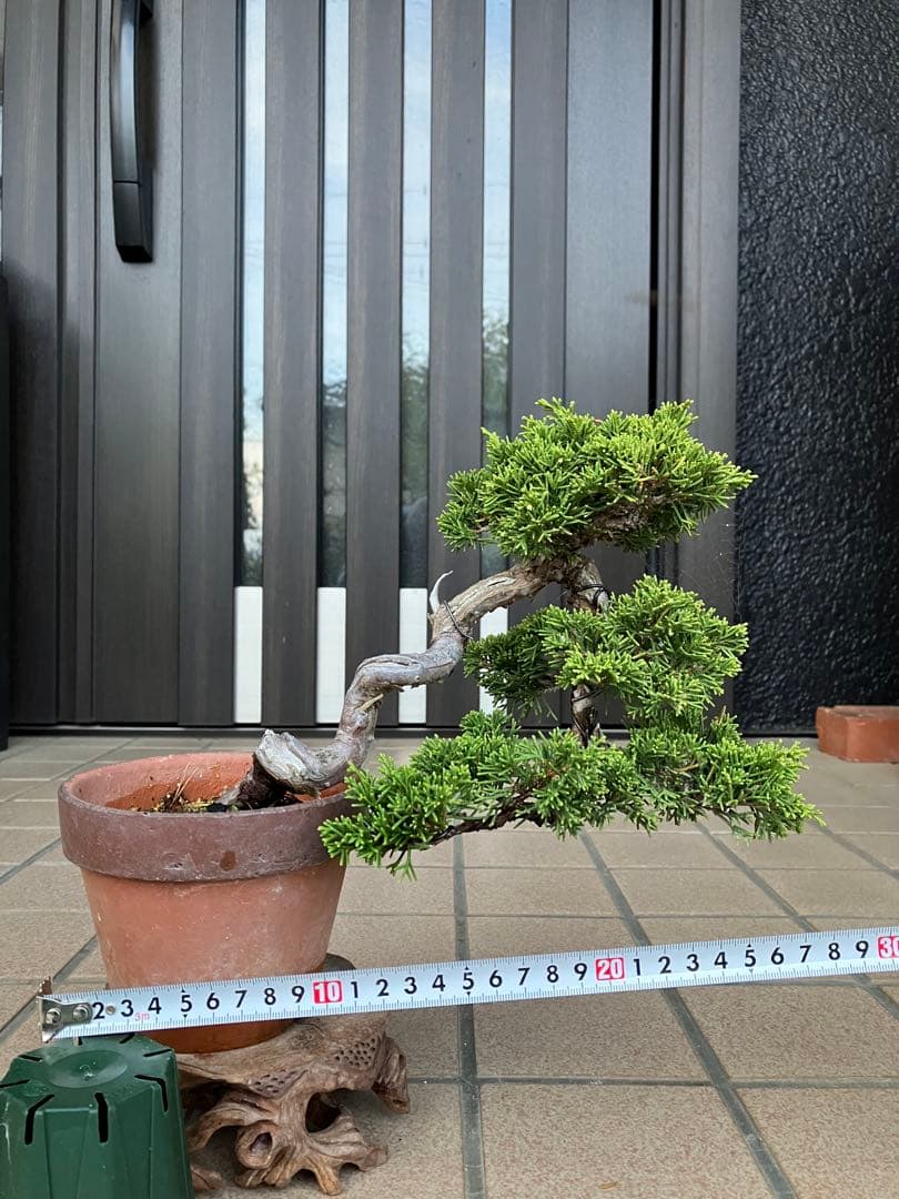 ★★真柏盆栽 糸魚川　半懸崖　極上品　◉超大特価2/15(日曜)迄　早いもの勝ち