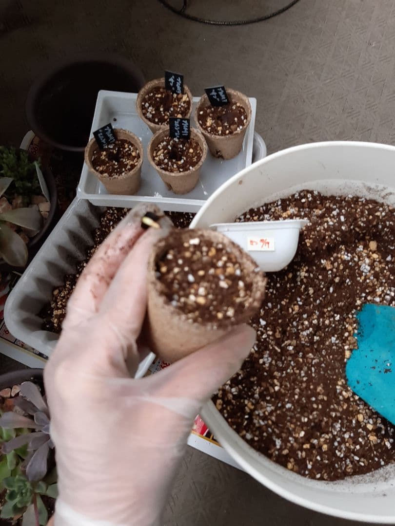 プルメリア