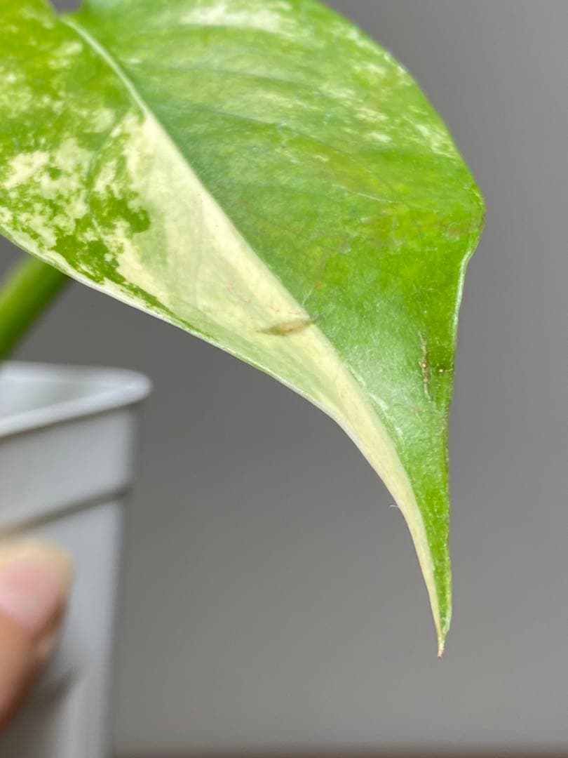 呉*様様 【これは本物です✨】モンステラ　イエローマリリン　黄斑　オーレア　希少