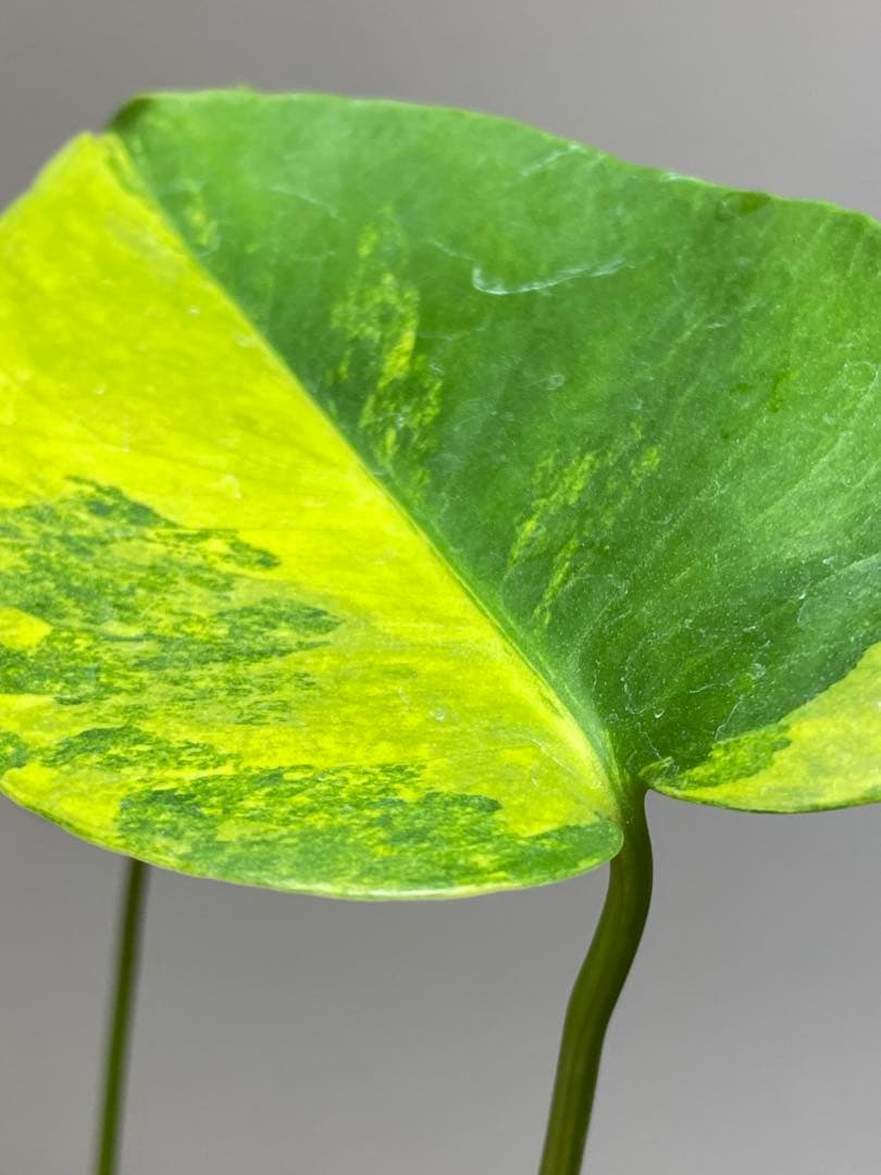 呉*様様 【これは本物です✨】モンステラ　イエローマリリン　黄斑　オーレア　希少