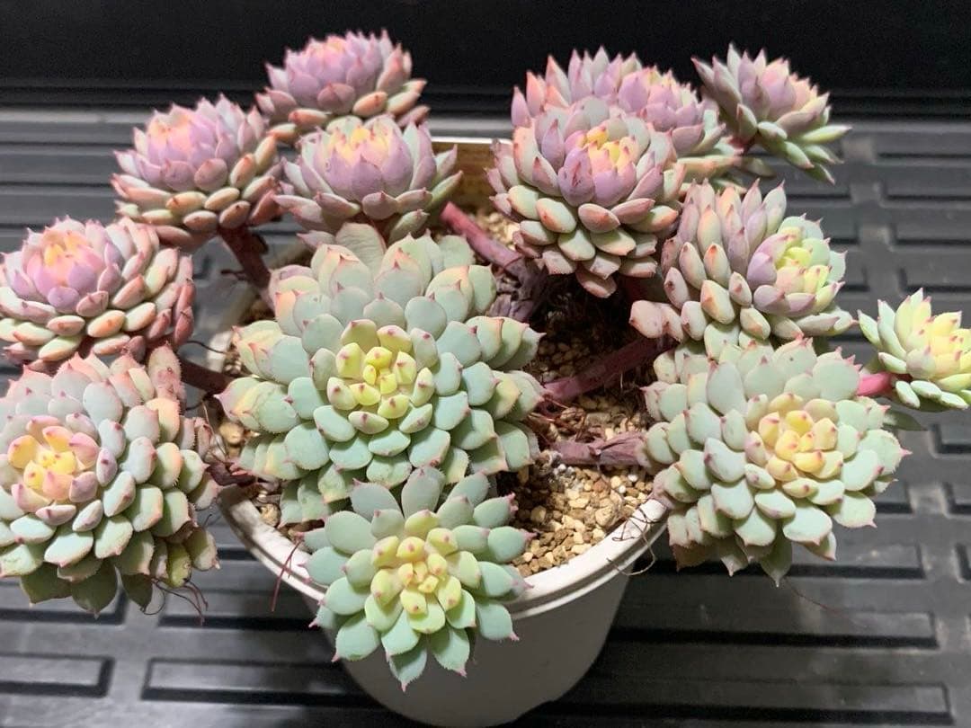 ちょこん　札付き　鉢のままメルカリ便　超大株　3号鉢　13頭 ミックスベリア