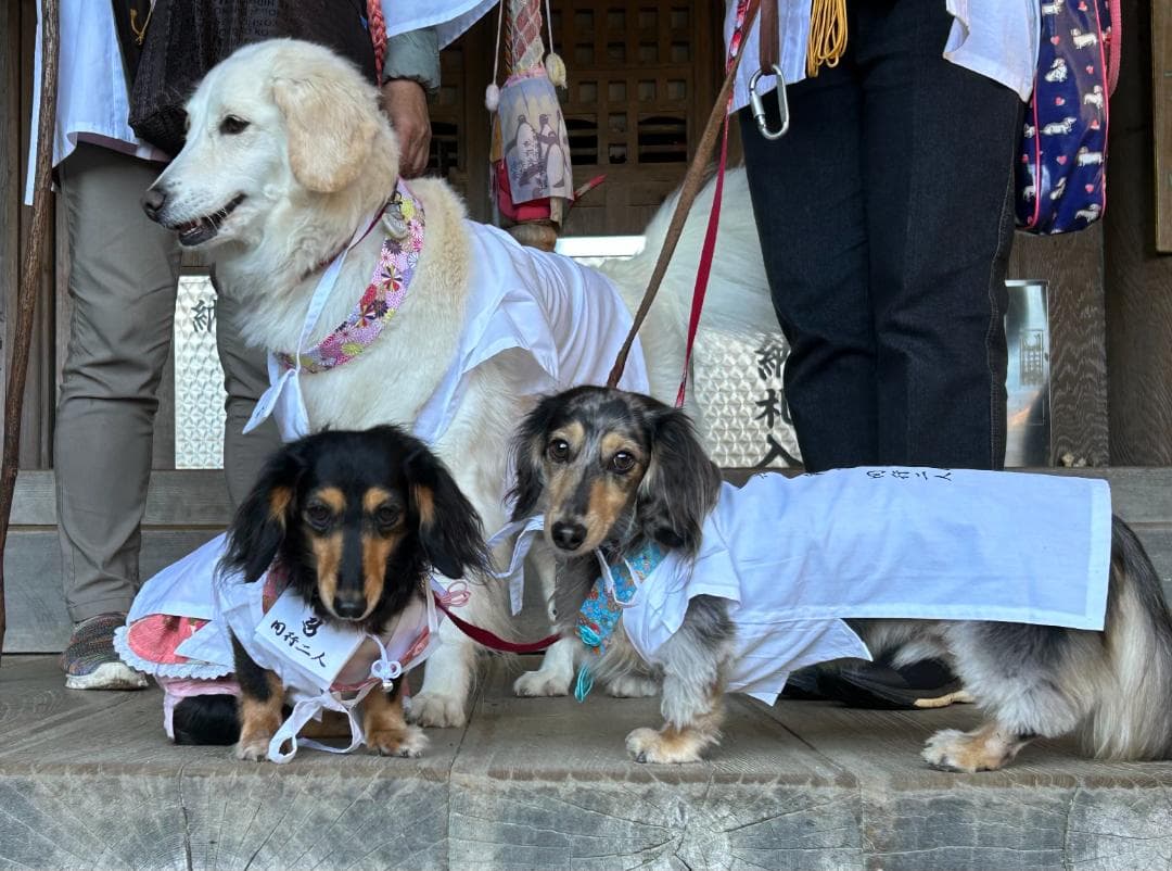 ペット用お遍路白衣三点セット　Мまで