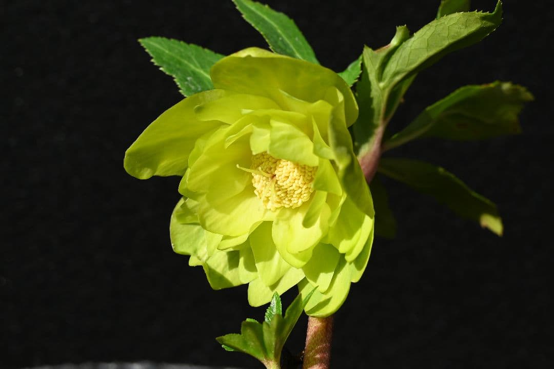 クリスマスローズ　初出品 グロッシーメロンゴールド　加藤農園