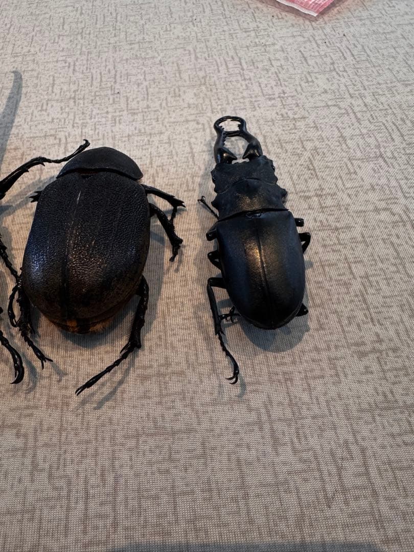 大型　ヘラクレスオオカブト　標本用　乾燥済み　自由研究