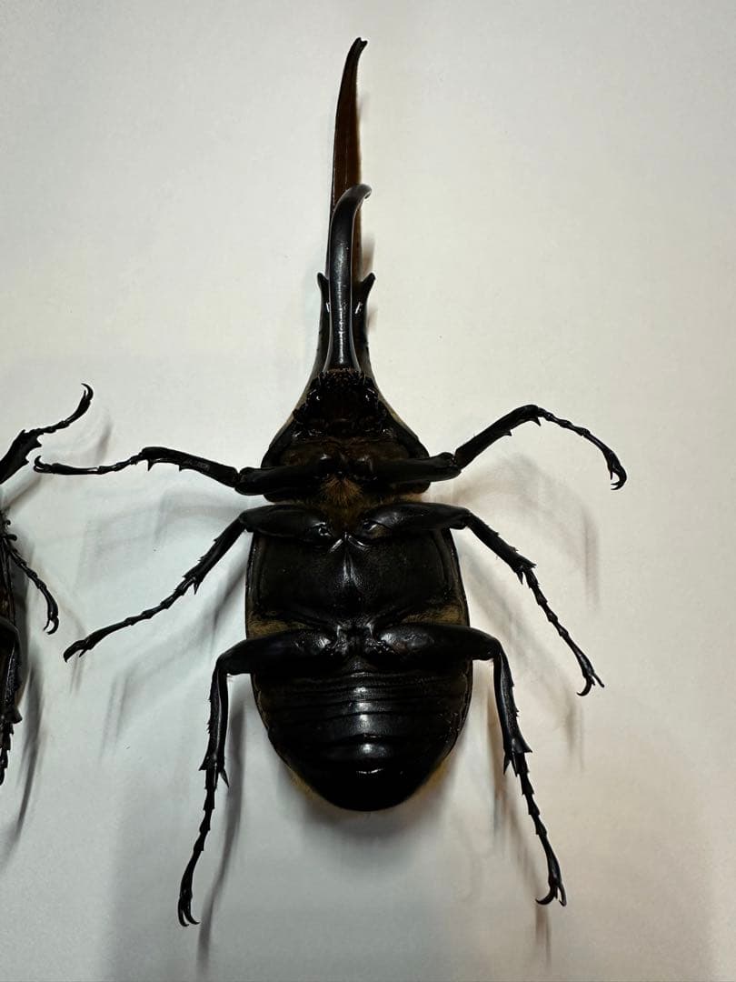 大型　ヘラクレスオオカブト　標本用　乾燥済み　自由研究