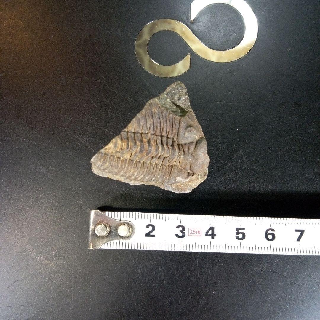 三葉虫　化石　ボリビア産　南アメリカ　trilobite　南米産fossil⑧