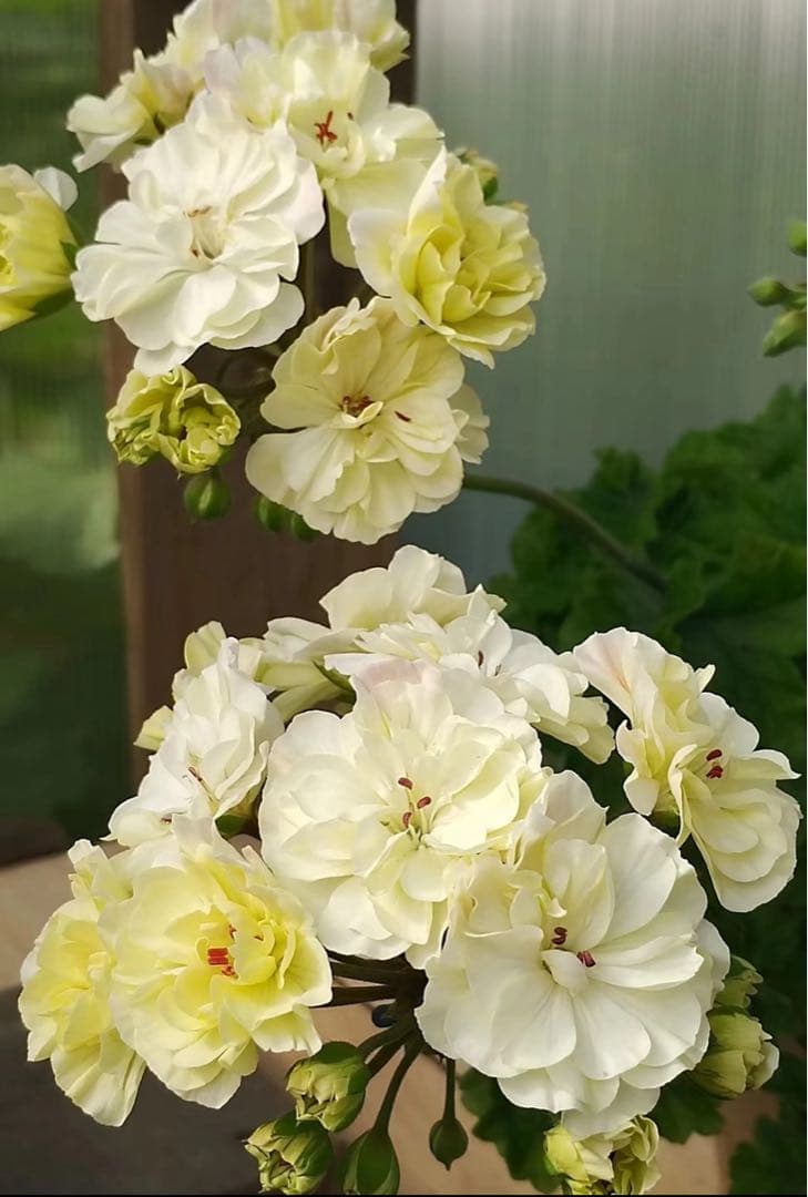 花 U