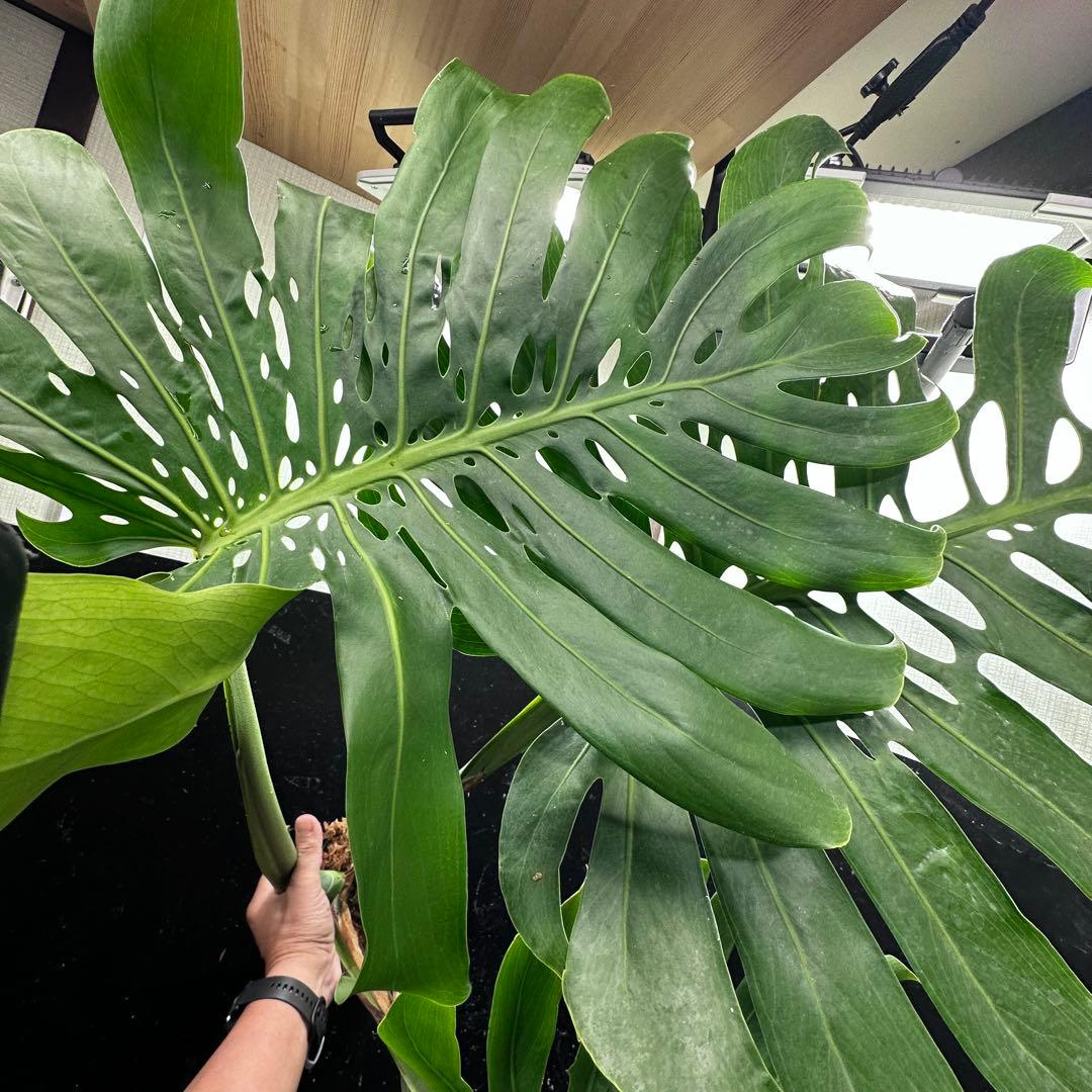 よ*君様 モンステラデリシオーサマクロコズム超希少系統鉢植え106㎝レア