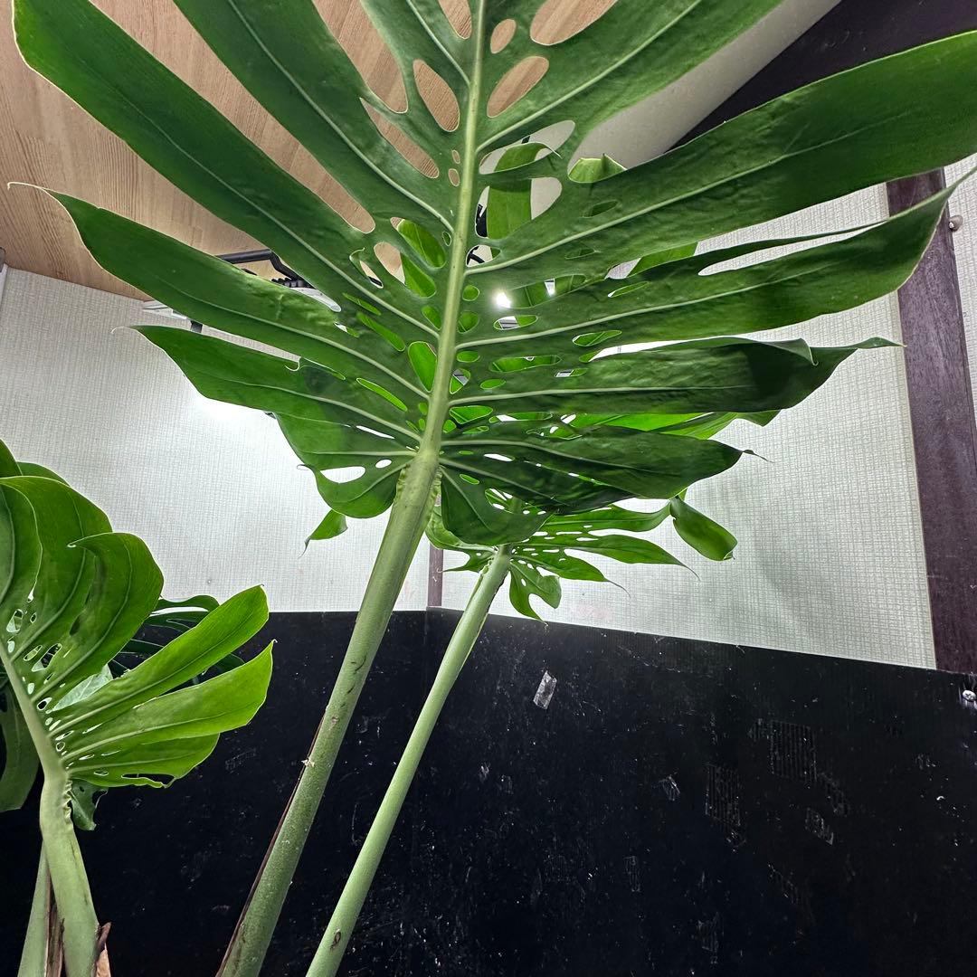 よ*君様 モンステラデリシオーサマクロコズム超希少系統鉢植え106㎝レア