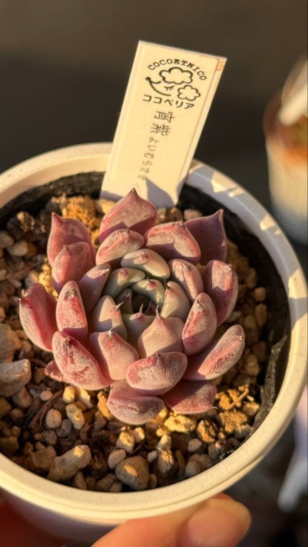 多肉植物　ココベリア命名苗　宵紫　札付き　メルカリ便