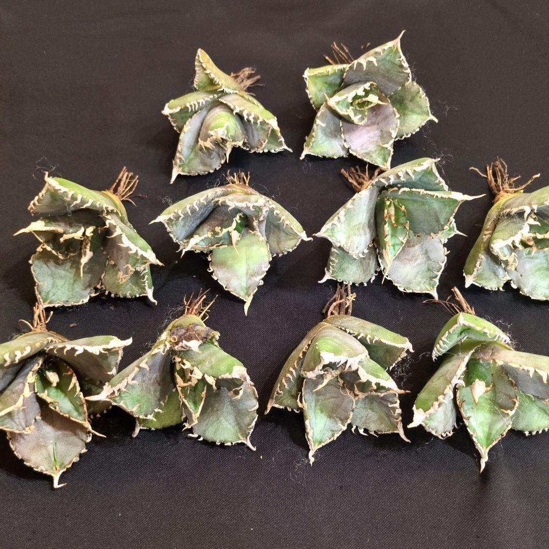 T*n様 アガベ 金剛 10株セット　チタノタ　白鯨　オテロイ　姫厳竜　シーザー