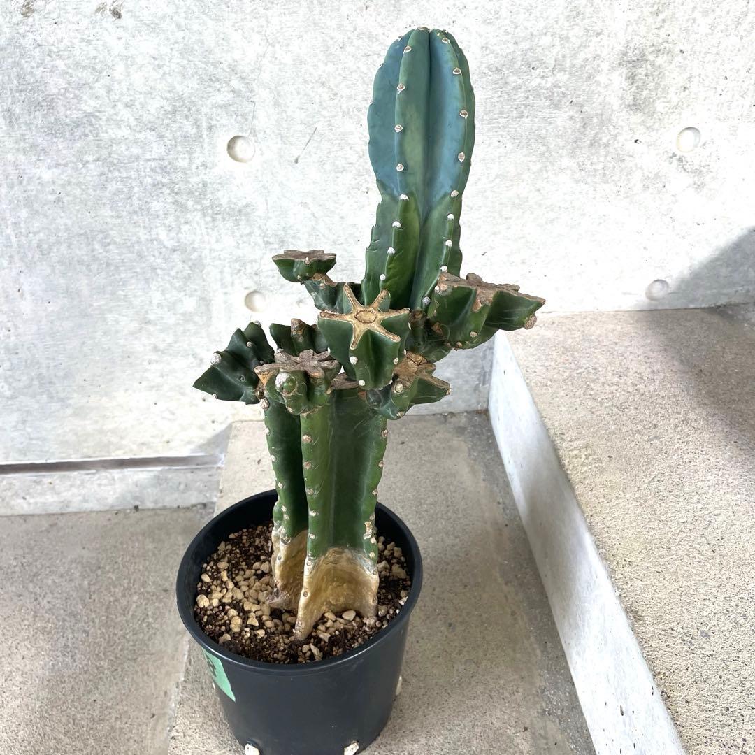 【鉢植え・送料込】柱サボテン ヌーダム (トゲ無し) ブランチ 沖縄育ち
