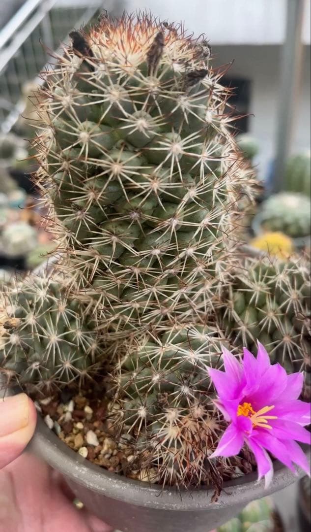 【一点物】‼️実生 コレクション ミラリア白刺蓬莱宮 特選大株 花サボテン