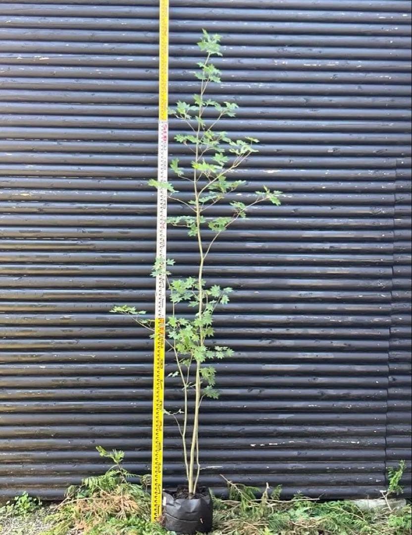 山採り天然　コハウチワカエデ　3本株立ち