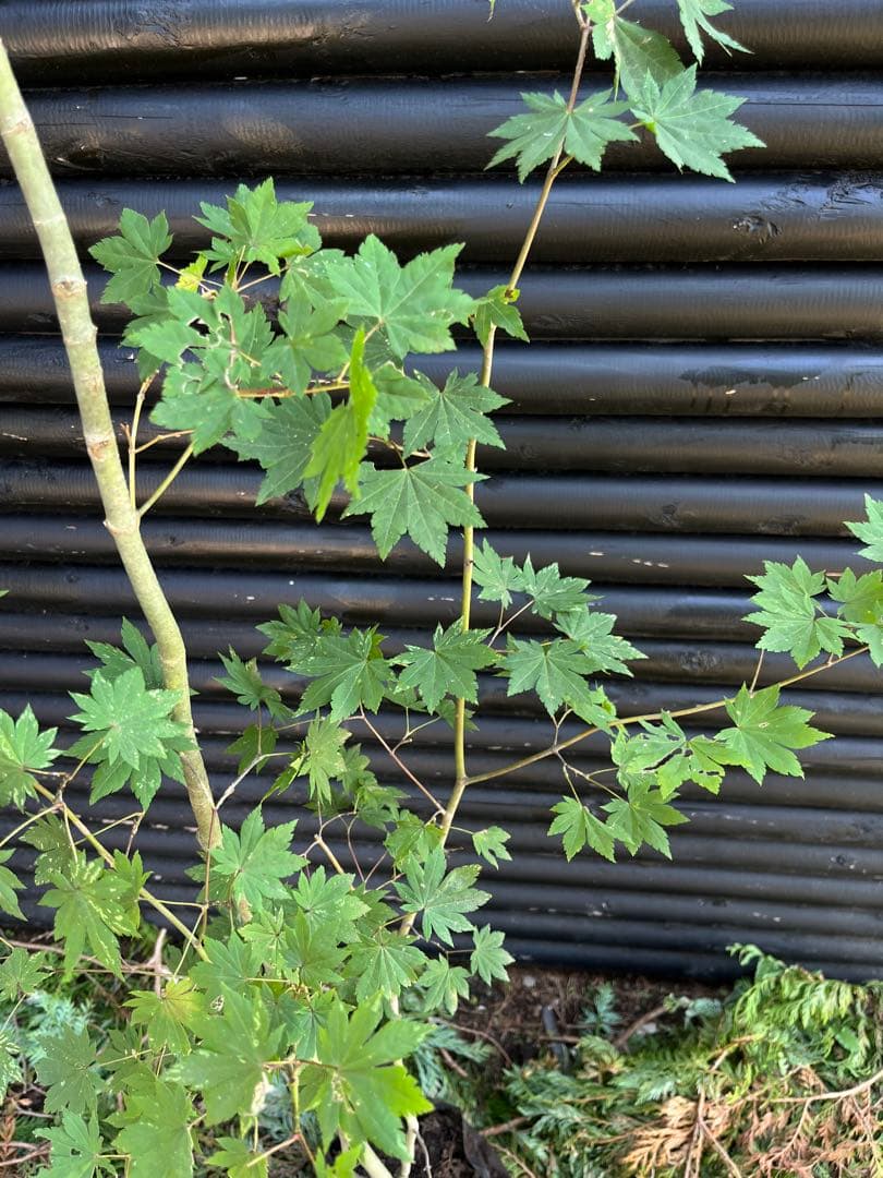 山採り天然　コハウチワカエデ　3本株立ち