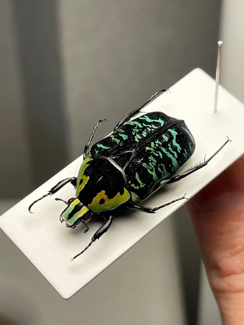 【28mm】サザナミマラガシーハナムグリ 標本 タマムシ プラチナコガネ ウグイ