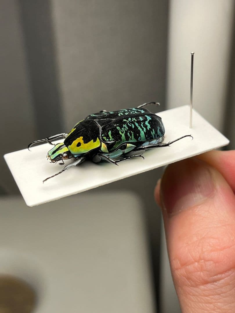 【28mm】サザナミマラガシーハナムグリ 標本 タマムシ プラチナコガネ ウグイ