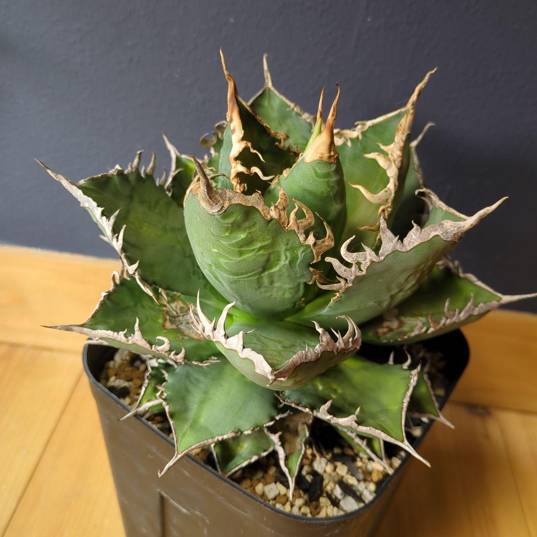 アガベ 海王　大株1/1撮影