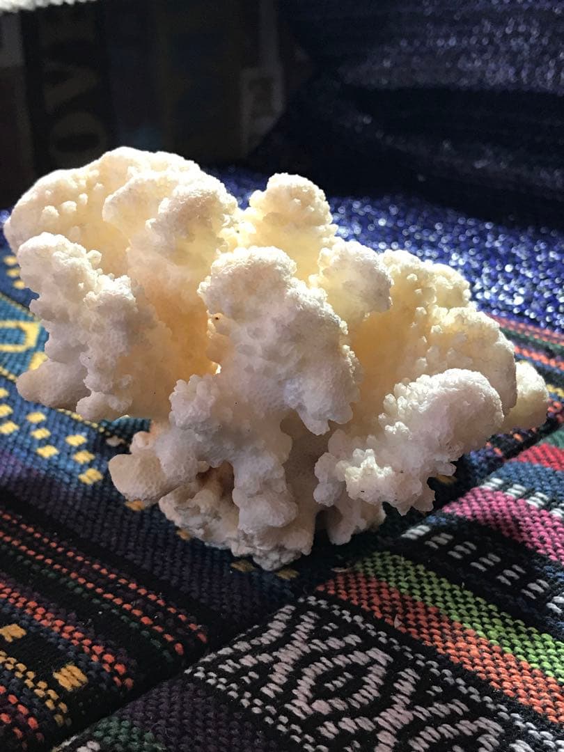 ◉台湾産【白珊瑚/ホワイトコーラル】原木[282