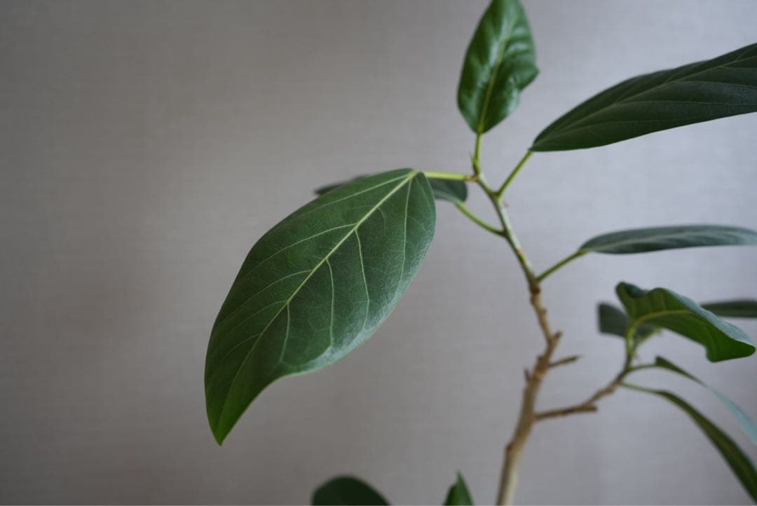 SONY ズームレンズ FE 28-70mm F3.5-5.6 OSS